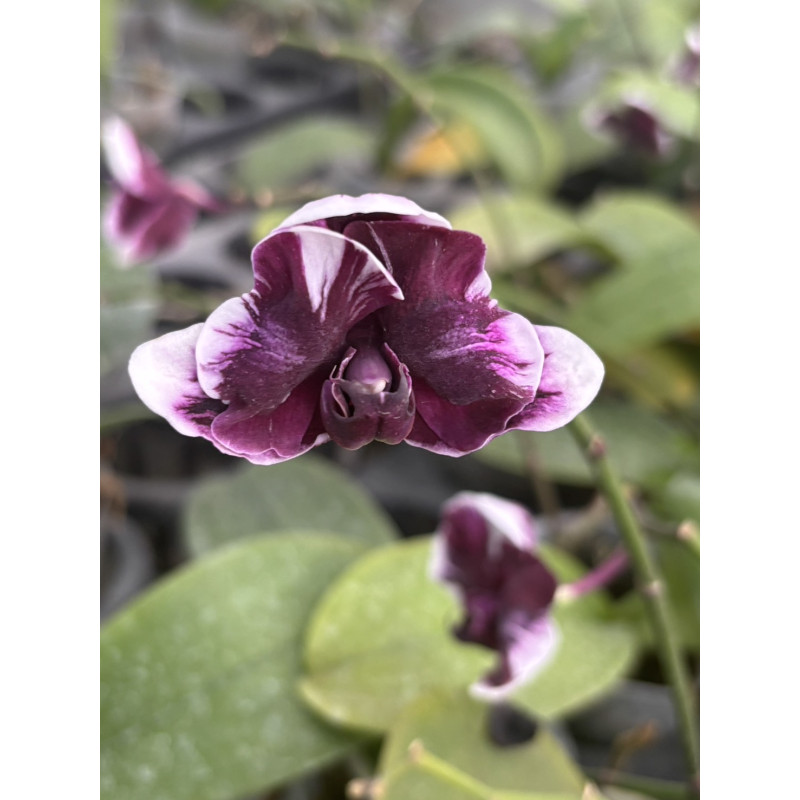 Орхiдея Phal. Hsinying Little Knight Plastic Doll - купити